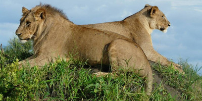 2 days tarangire national park and ngorongoro crater - mid range - Photo 1