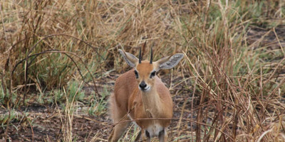 2 days tarangire national park and ngorongoro crater - mid range - Photo 7