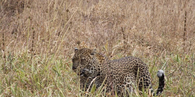 2 days tarangire national park and ngorongoro crater - mid range - Photo 2