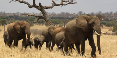 2 days tarangire national park and ngorongoro crater - mid range - Photo 6