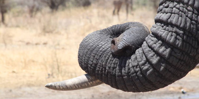2 days tarangire national park and ngorongoro crater - mid range - Photo 5