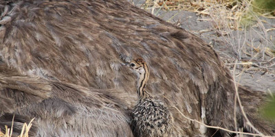 2 days tarangire national park and ngorongoro crater - mid range - Photo 8