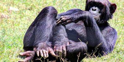 Days closer to your dreams! 4 days 3 nights samburu & olpejeta conservancy - Photo 8