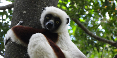 The eastern madagascar wonder - Photo 3