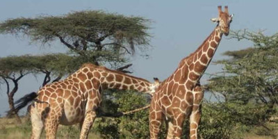 Elephant orphanage and giraffe centre in nairobi - Photo 1
