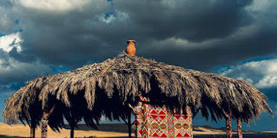Flamingo Camp - Photo 1