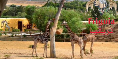 Friguia parc - Photo 4