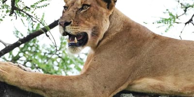 From arusha in tanzania: discover 3-day group budget safari (serengeti & ngorongoro) - Photo 7