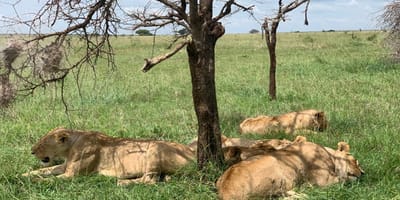 From arusha in tanzania: discover 3-day group budget safari (serengeti & ngorongoro) - Photo 9
