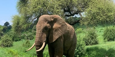 From arusha in tanzania: discover 3-day group budget safari (serengeti & ngorongoro) - Photo 10