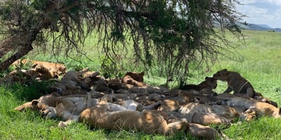 From arusha in tanzania: discover 3-day group budget safari (serengeti & ngorongoro) - Photo 12