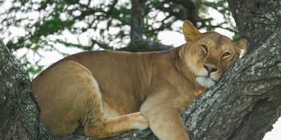 From arusha in tanzania: discover 3-day group budget safari (serengeti & ngorongoro) - Photo 13
