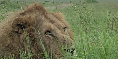 From arusha in tanzania: discover 3-day group budget safari (serengeti & ngorongoro) - Photo 15