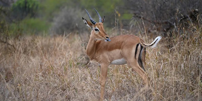 Full-day trip to tarangire national park - Photo 5