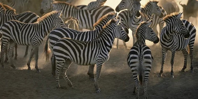 Full-day trip to tarangire national park - Photo 3