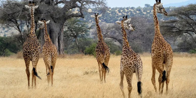 Full-day trip to tarangire national park - Photo 6
