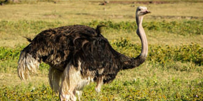 Full-day trip to tarangire national park - Photo 9