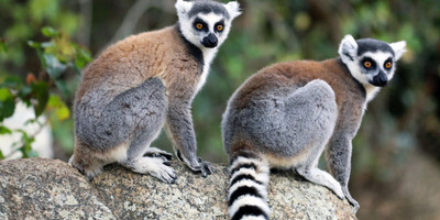 The beautiful lemurs meeting - Photo 2