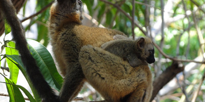 The beautiful lemurs meeting - Photo 6