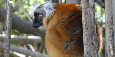 The beautiful lemurs meeting - Photo 5