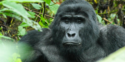 4 days gorilla and chimp tracking safari - Photo 1