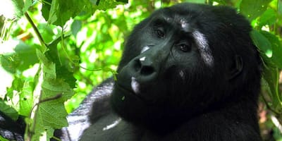 3 days gorilla tracking safari in uganda - Photo 1