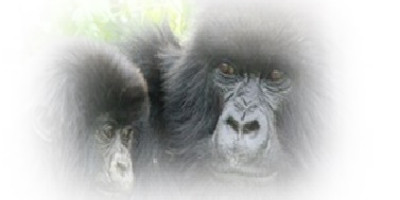 3 days gorilla trekking safari tour in uganda - Photo 7