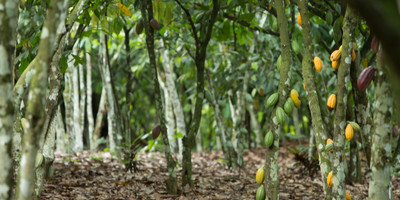 Au cœur de la filière cacao - Photo 5