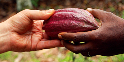 Au cœur de la filière cacao - Photo 7