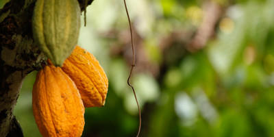 Au cœur de la filière cacao - Photo 4