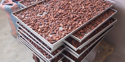 Au cœur de la filière cacao - Photo 2
