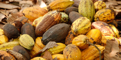 Au cœur de la filière cacao - Photo 6