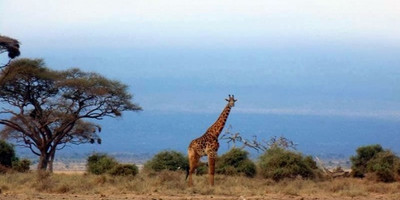 Kenya highlights – masai mara, nakuru, amboseli - Photo 2