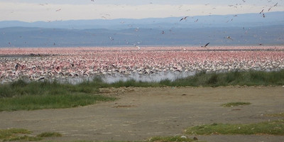 Kenya highlights – masai mara, nakuru, amboseli - Photo 1