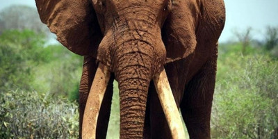 Kenya highlights – masai mara, nakuru, amboseli - Photo 3