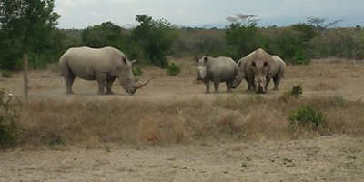 Kenya highlights – masai mara, nakuru, amboseli - Photo 5
