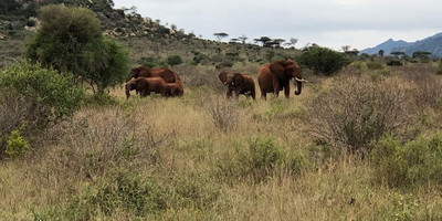 Great tour of kenya – masai mara, nakuru, amboseli, tsavo, mombasa - Photo 2