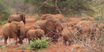 Great tour of kenya – masai mara, nakuru, amboseli, tsavo, mombasa - Photo 3