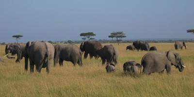 Great tour of kenya – masai mara, nakuru, amboseli, tsavo, mombasa - Photo 1