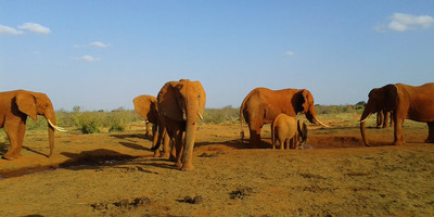 Great tour of kenya – masai mara, nakuru, amboseli, tsavo, mombasa - Photo 9