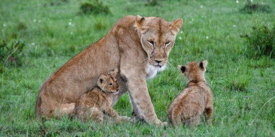 Half day nairobi national park - Photo 5
