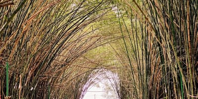 Jardin botanique de bingerville - Photo 3