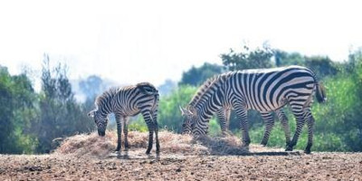 Jardin Zoologique de Rabat - Photo 3