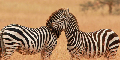 Kenya adventure safari - Photo 2