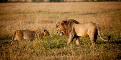 Kenya and tanzania safaris - Photo 4