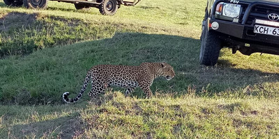Kenya and tanzania safaris - Photo 7
