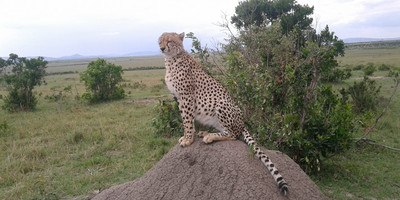 Kenya and tanzania safaris - Photo 8
