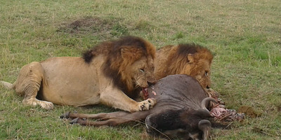 Kenya highlights – masai mara, nakuru, amboseli - Photo 12