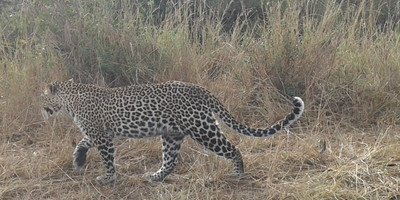 Kenya highlights – masai mara, nakuru, amboseli - Photo 8