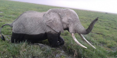 Kenya highlights – masai mara, nakuru, amboseli - Photo 7